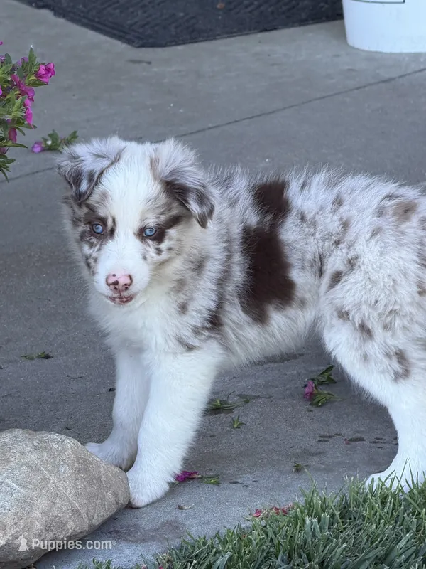Pea eye – Border Collie puppy for sale in Lacona, IA