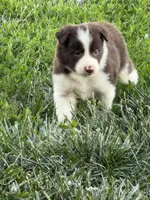 Lori, a female Border Collie for sale in Lacona, IA – 2 of 3
