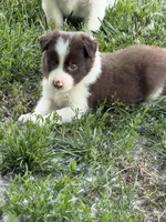 Lori, a female Border Collie for sale in Lacona, IA – 1 of 3