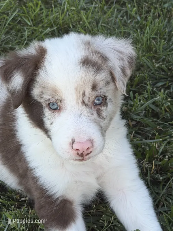 Newt – Border Collie puppy for sale in Lacona, IA