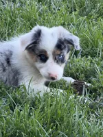 Gus , a male Border Collie for sale in Lacona, IA – 5 of 9