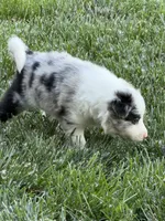Woodrow, a male Border Collie for sale in Lacona, IA – 2 of 2