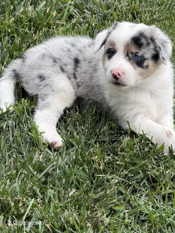 Gus  – Border Collie puppy for sale in Lacona, IA