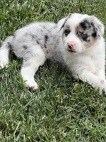 Gus , a male Border Collie for sale in Lacona, IA – 4 of 9