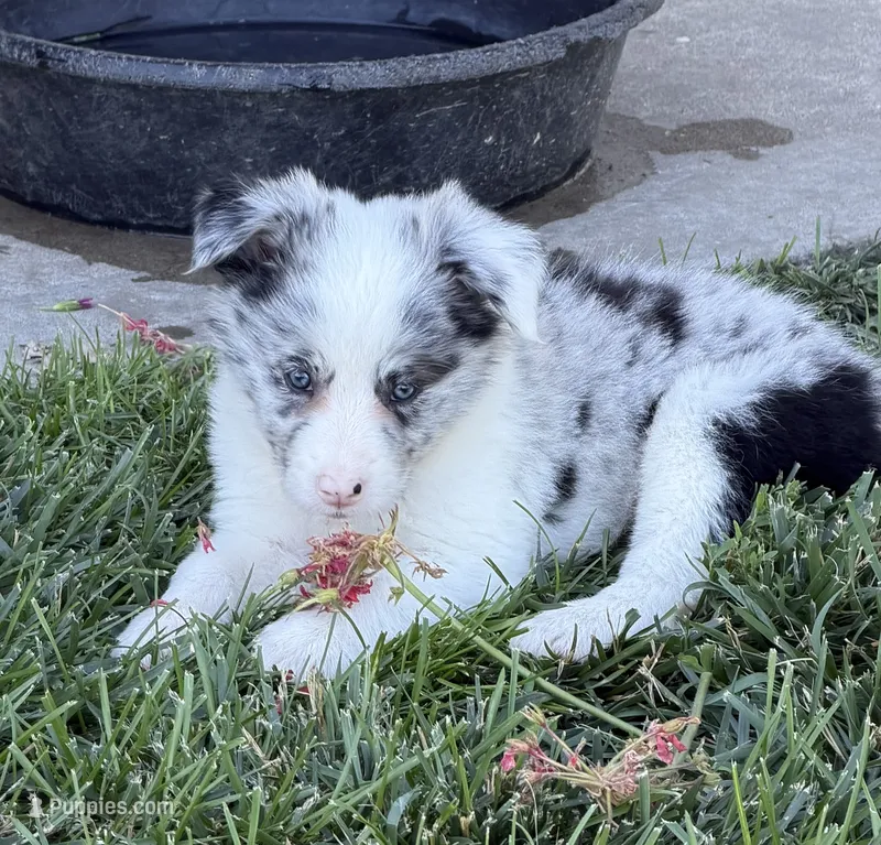 Clara  – Border Collie puppy for sale in Lacona, IA