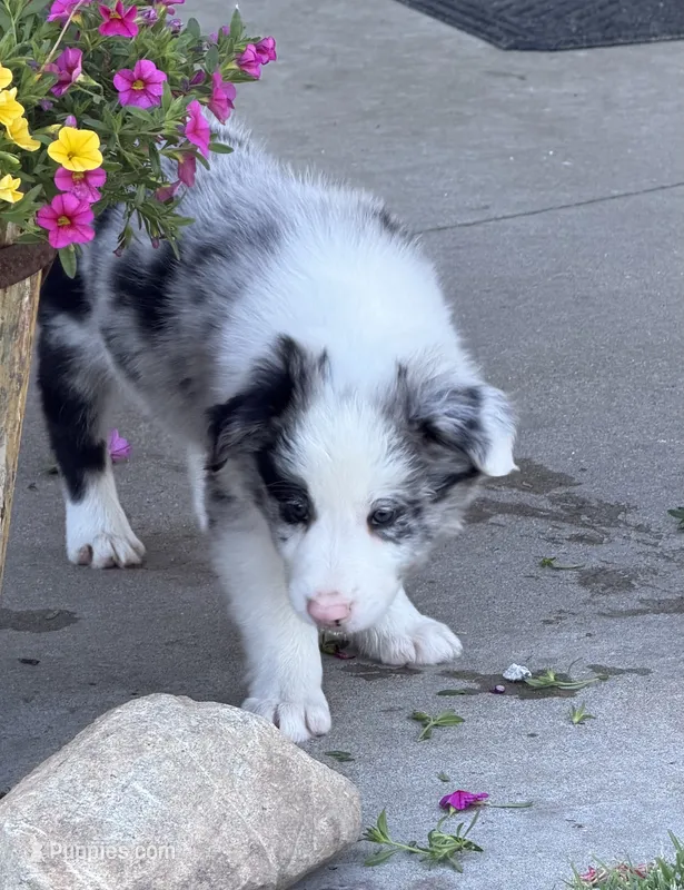 Woodrow – Border Collie puppy for sale in Lacona, IA