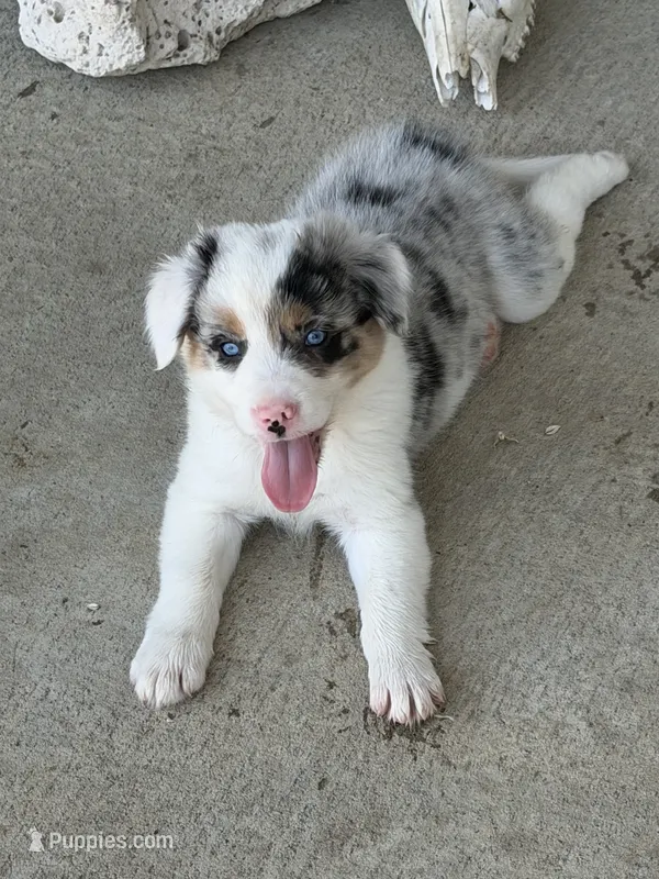 Gus  – Border Collie puppy for sale in Lacona, IA