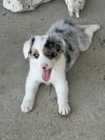 Gus , a male Border Collie for sale in Lacona, IA – 6 of 9
