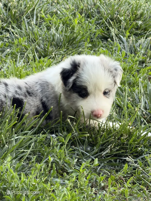 Woodrow – Border Collie puppy for sale in Lacona, IA