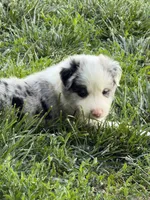 Woodrow, a male Border Collie for sale in Lacona, IA – 1 of 2