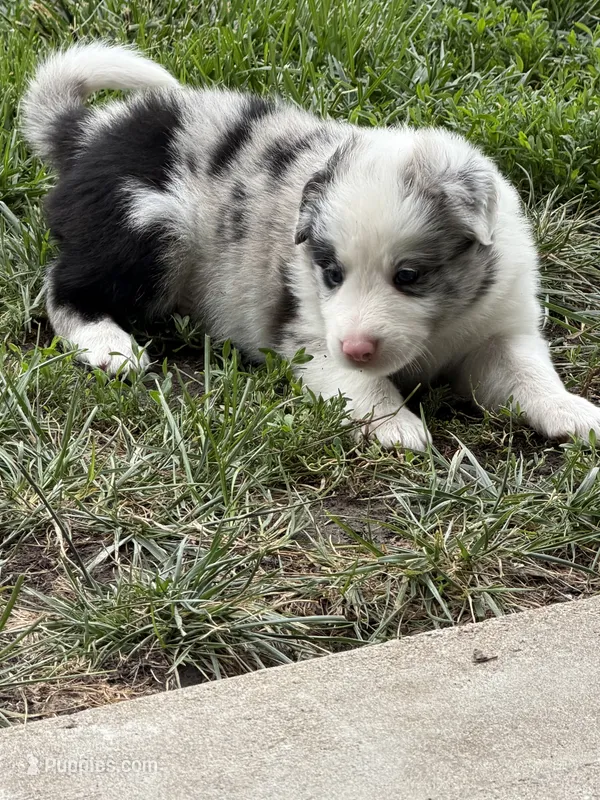 Woodrow – Border Collie puppy for sale in Lacona, IA