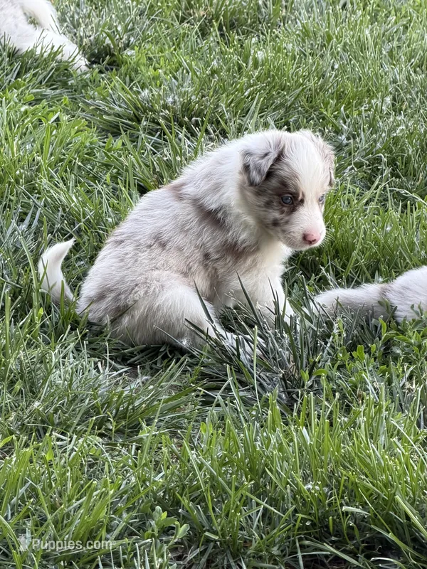 Pea eye – Border Collie puppy for sale in Lacona, IA