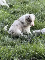 Pea eye, a male Border Collie for sale in Lacona, IA – 1 of 2