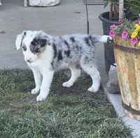 Gus , a male Border Collie for sale in Lacona, IA – 9 of 9