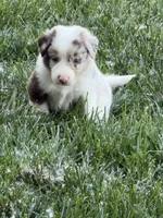 Newt, a male Border Collie for sale in Lacona, IA – 1 of 2