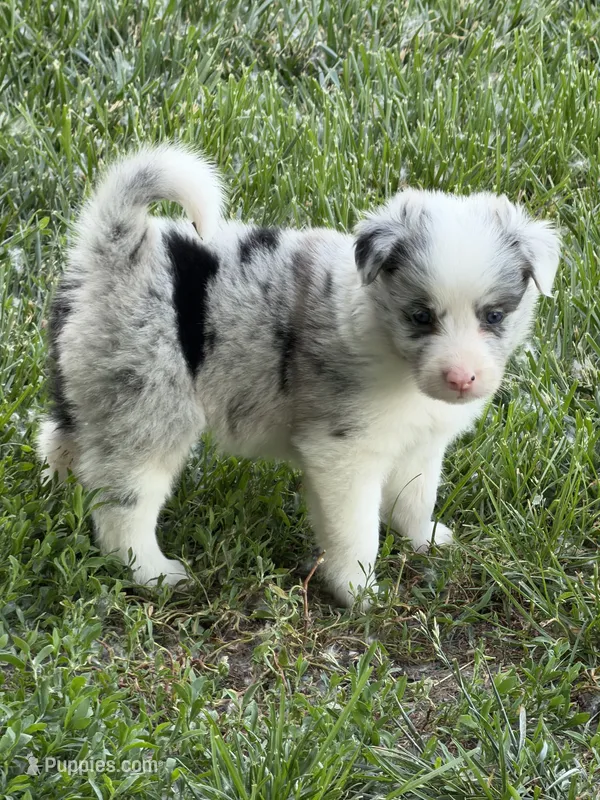 Clara  – Border Collie puppy for sale in Lacona, IA