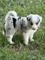 Clara , a female Border Collie for sale in Lacona, IA – 1 of 1