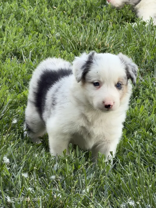 Jake – Border Collie puppy for sale in Lacona, IA