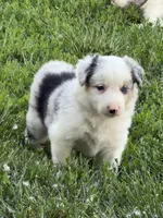 Jake, a male Border Collie for sale in Lacona, IA – 1 of 2