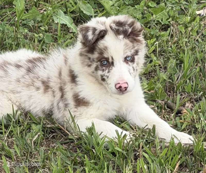 Pea eye – Border Collie puppy for sale in Lacona, IA