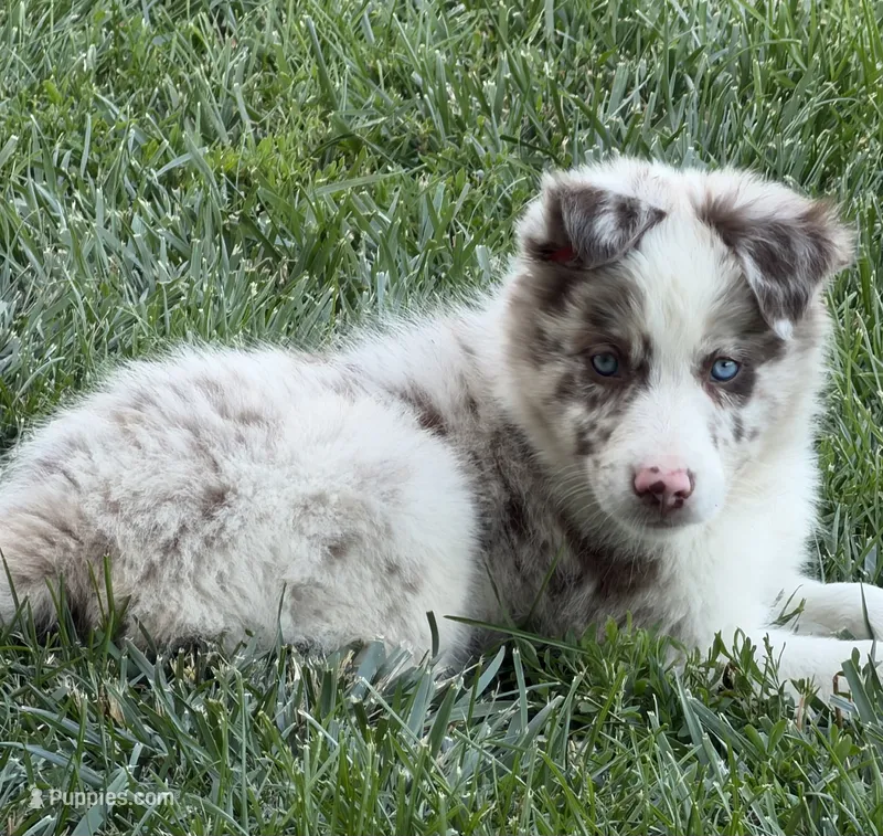 Pea eye – Border Collie puppy for sale in Lacona, IA