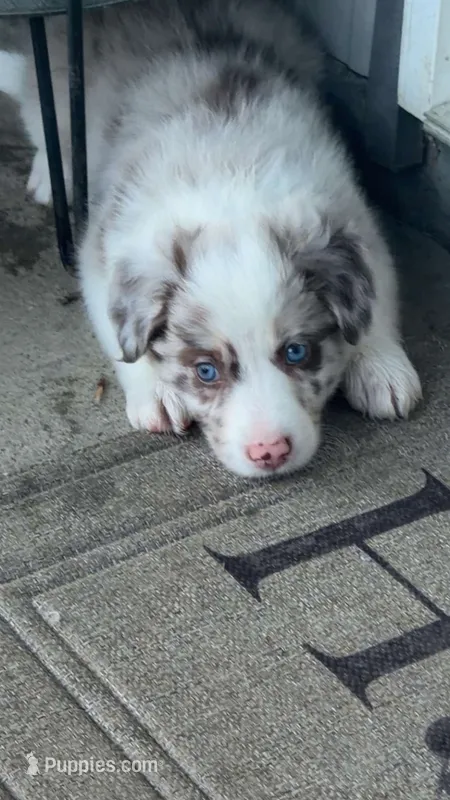 Pea eye – Border Collie puppy for sale in Lacona, IA