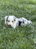 Jake, a male Border Collie for sale in Lacona, IA – 2 of 2