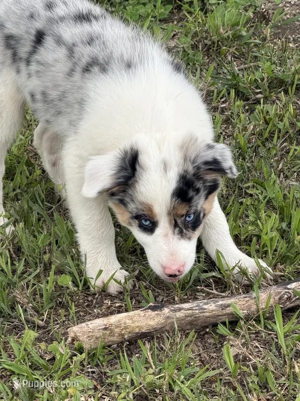 Gus  – Border Collie puppy for sale in Lacona, IA