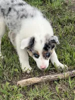 Gus , a male Border Collie for sale in Lacona, IA – 1 of 9