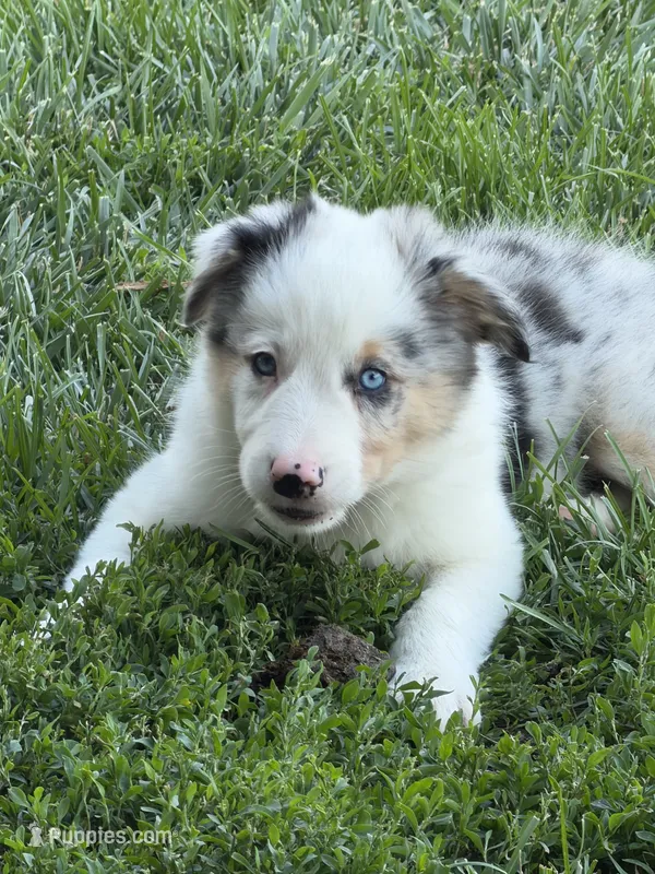 Jake – Border Collie puppy for sale in Lacona, IA