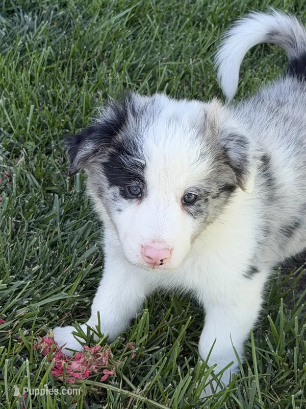 Woodrow – Border Collie puppy for sale in Lacona, IA