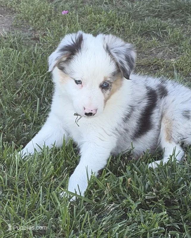 Jake – Border Collie puppy for sale in Lacona, IA