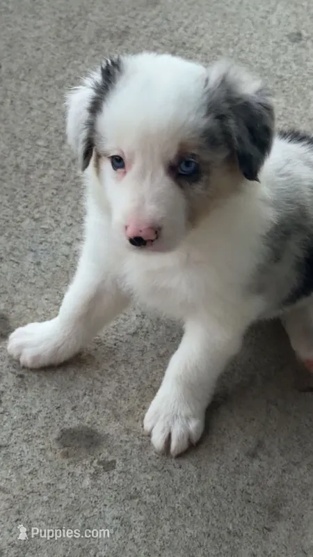 Jake – Border Collie puppy for sale in Lacona, IA