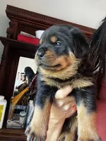 Navy, a male Rottweiler for sale in Plymouth, MA – 3 of 4