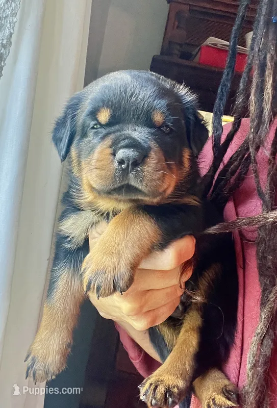 Navy – Rottweiler puppy for sale in Plymouth, MA