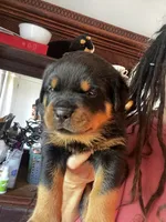Navy, a male Rottweiler for sale in Plymouth, MA – 2 of 4