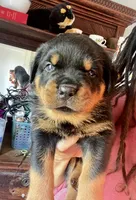 Navy, a male Rottweiler for sale in Plymouth, MA – 4 of 4