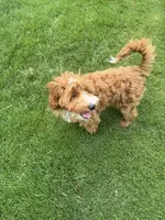 Teddy, a male Irish Doodle for sale in Huntington, NY – 6 of 10