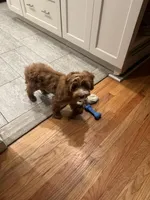 Teddy, a male Irish Doodle for sale in Huntington, NY – 7 of 10