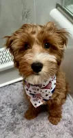 Teddy, a male Irish Doodle for sale in Huntington, NY – 8 of 10