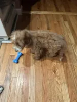 Teddy, a male Irish Doodle for sale in Huntington, NY – 5 of 10