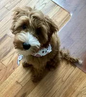 Teddy, a male Irish Doodle for sale in Huntington, NY – 9 of 10