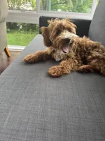 Teddy, a male Irish Doodle for sale in Huntington, NY – 4 of 10