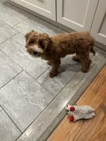 Teddy, a male Irish Doodle for sale in Huntington, NY – 6 of 10