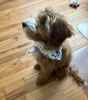 Teddy, a male Irish Doodle for sale in Huntington, NY – 7 of 10