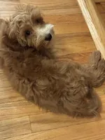 Teddy, a male Irish Doodle for sale in Huntington, NY – 3 of 10