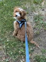 Teddy, a male Irish Doodle for sale in Huntington, NY – 9 of 10
