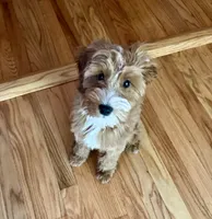 Teddy, a male Irish Doodle for sale in Huntington, NY – 1 of 10