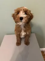 Teddy, a male Irish Doodle for sale in Huntington, NY – 10 of 10