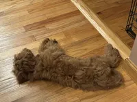 Teddy, a male Irish Doodle for sale in Huntington, NY – 2 of 10